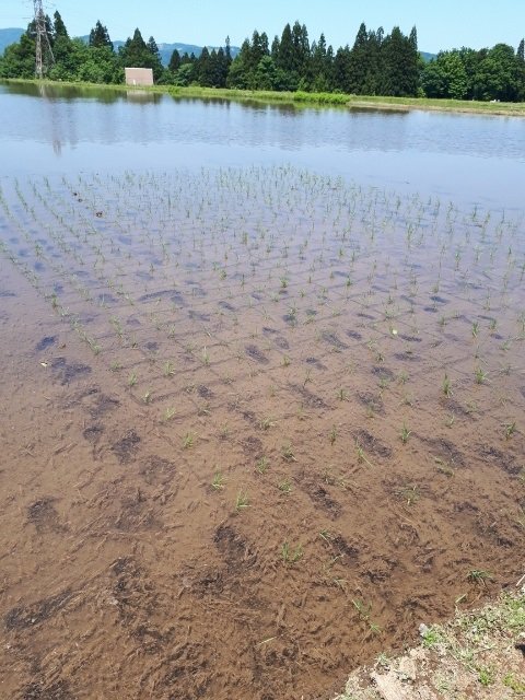 田植え翌日.jpg