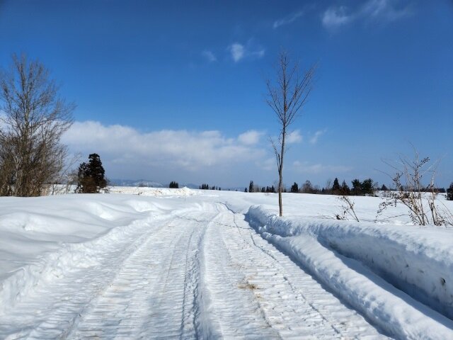 雪下にんじん畑への道.jpg