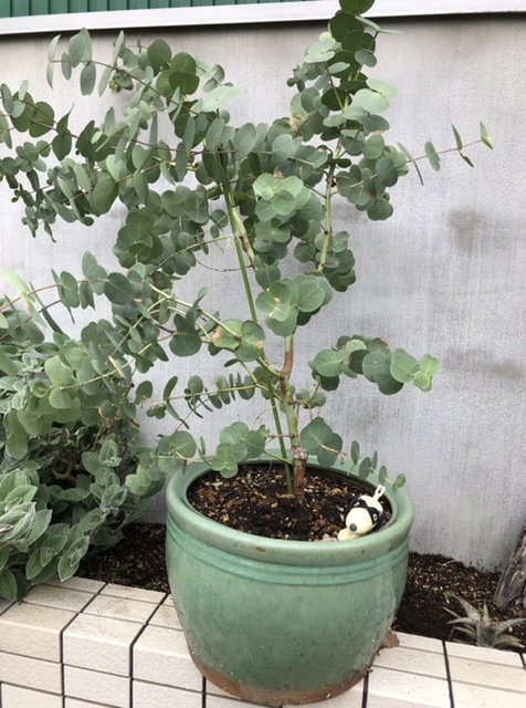 庭に緑を ユーカリの植え替え アグリトリオのブログ