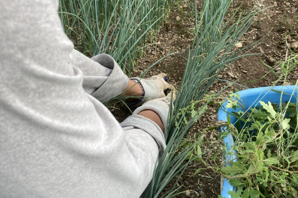 横地さんねぎの草取り1.jpg