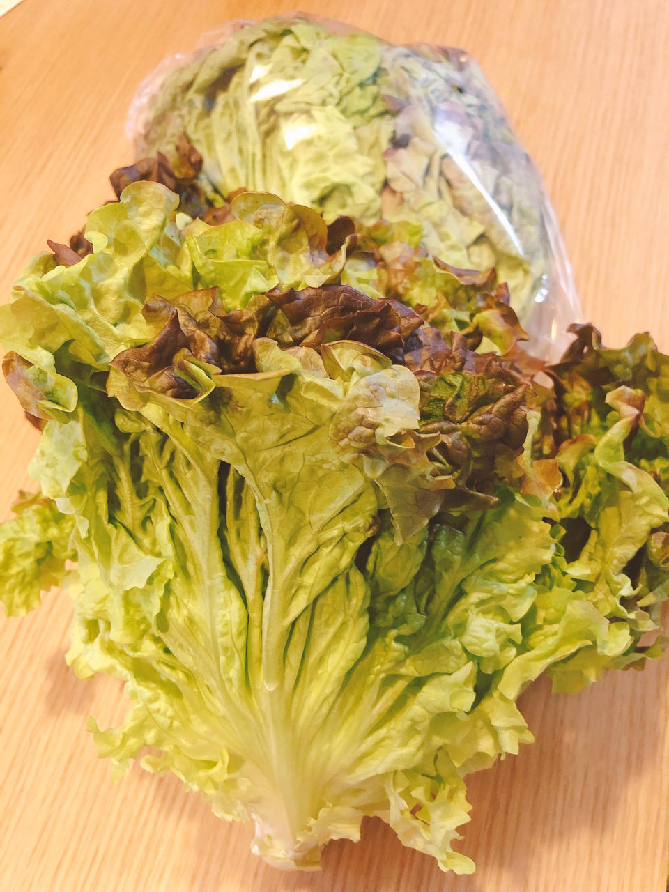 豊橋ココニコやさい塾 サニーレタス編 アグリトリオのブログ