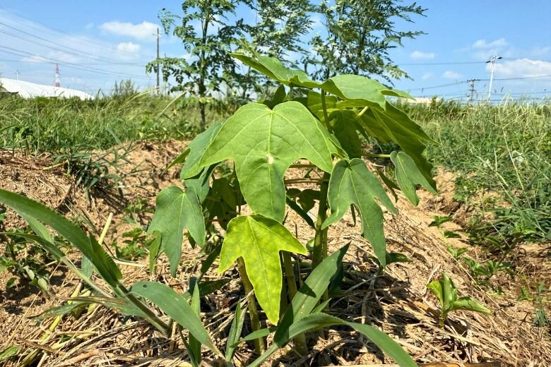 Moringa_10.jpg