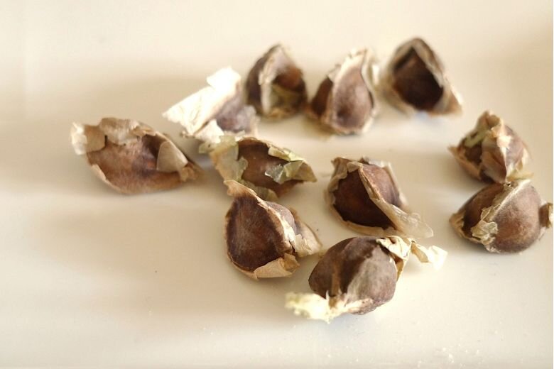 Moringa_2.jpg