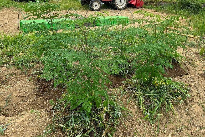Moringa_4.jpg