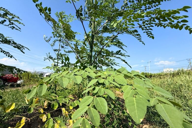 Moringa_5.jpg
