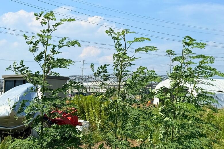 Moringa_6.jpg