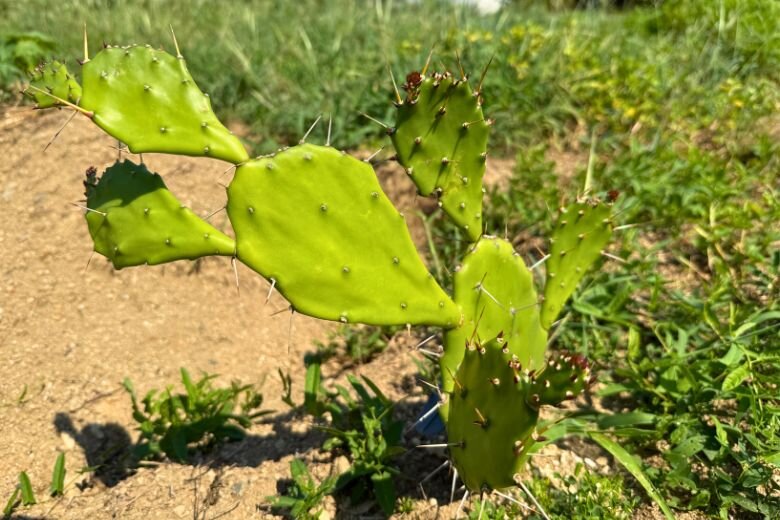 Moringa_9.jpg