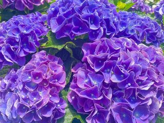 IMG_6183.jpg