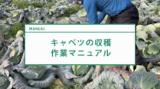 サムネイル_No326_キャベツ_収穫作業マニュアル.png