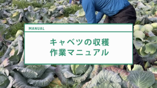 サムネイル_No326_キャベツ_収穫作業マニュアル.png