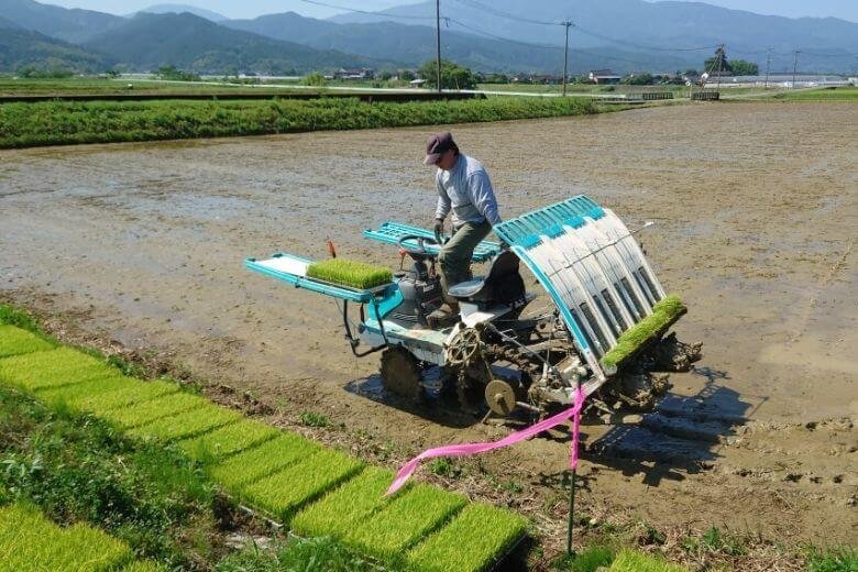 くまもんさん2_田植え.jpg