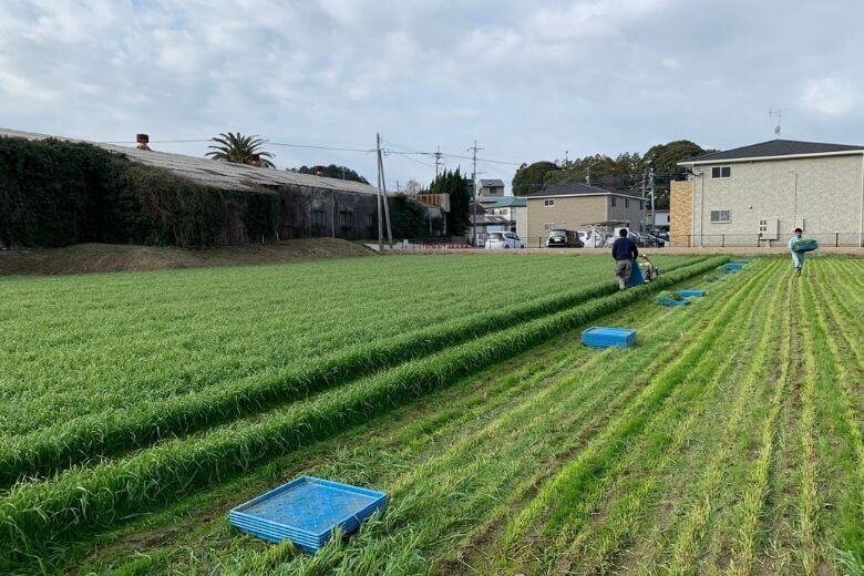 うさぎ専用牧草刈り取り1 (1).jpg