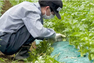 脇芽取り